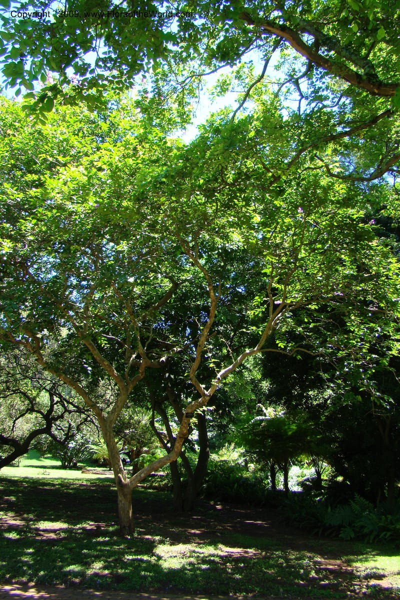 Lagerstroemia mathewsii--South Africa. Durban Botanical Garden. 30 Jan 09. 138.jpg