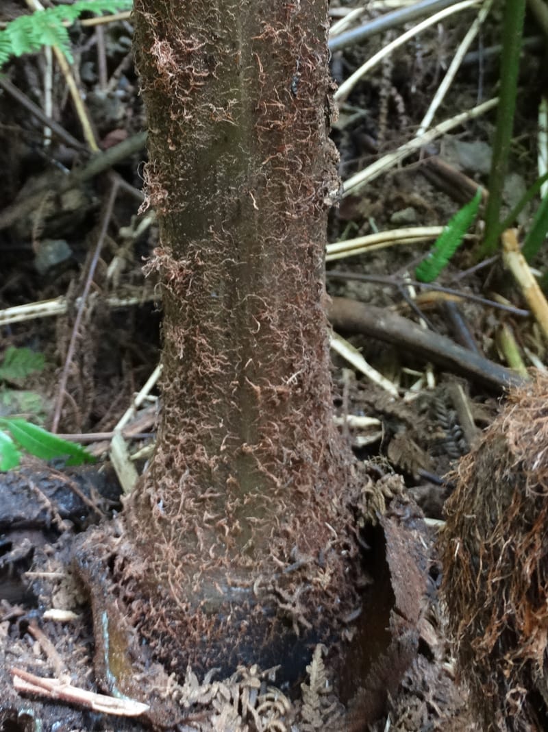 Angiopteris, Munzinger, J 7403--New Caledonia. Haute Robinson. 11 Nov. 2015. DSC00909 (316).JPG