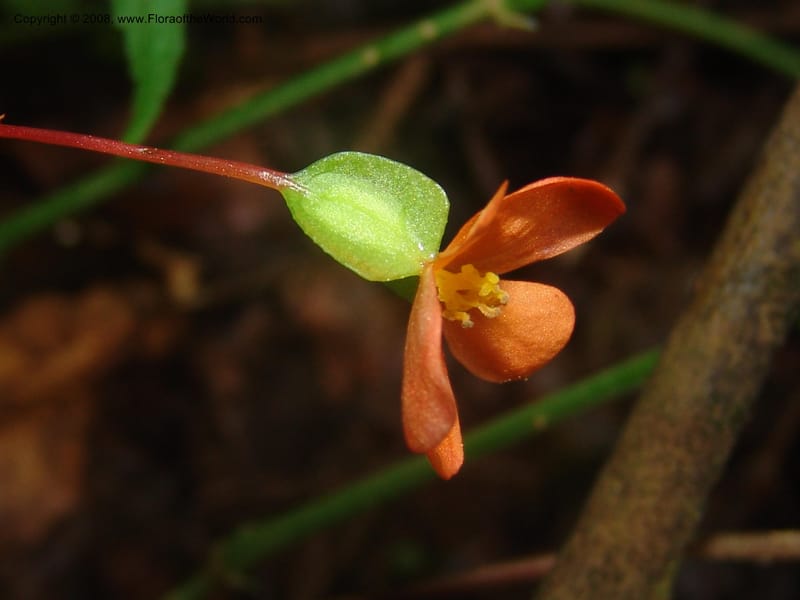 Begonia sutherlandii--So.Africa. Mpumal. Moodie Mts.  18 Mch 05. 420.jpg