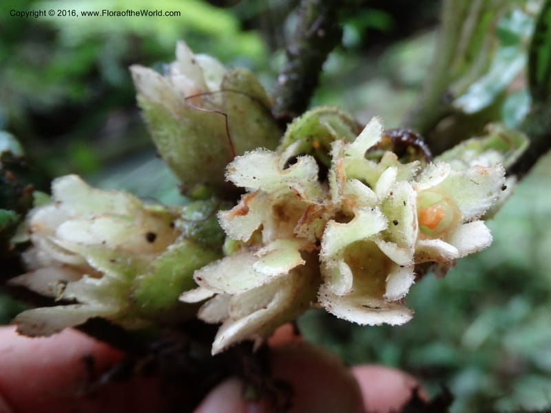 Pentaphragma cyrtandriforme, Davidson, C 12738--Sabah. Mt. Kinabalu. Bundu Tuhan Trail. 11 Oct 2014. DSC04153 (93).JPG