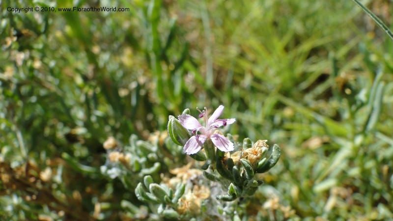 Frankenia salina, C. Davidson 11807--CA. Alameda Co. East Bay. 2 Sept 2010. 320 (40).jpg