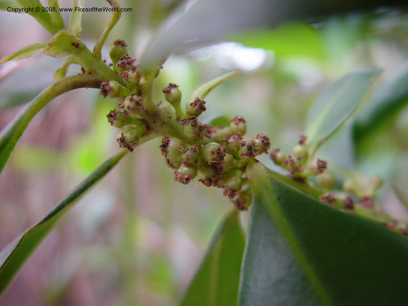 Myrsine floridana--FL. Collier Co. Fakahatchee Strand Preserve State Pk. 13 Jan 03. 017.jpg