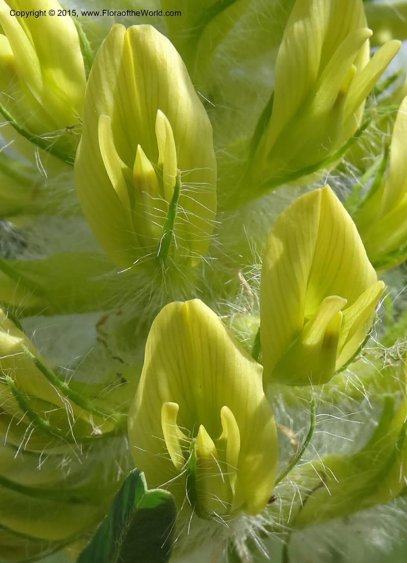 Astragalus trichocalyx, Davidson, C 12434--Georgia (Caucasus). Rustavi Village. 5 Jun 2014. DSC07073 (241).JPG