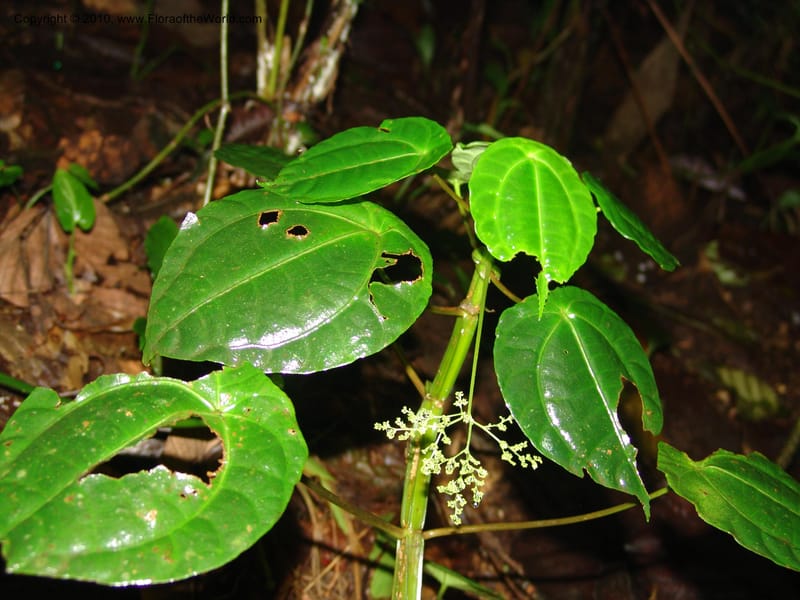 Pilea selbyanorum, Croat 96218--Ecuador. Centro Cientifico Rio Palenque. 22 Mar 06. 031 (1).jpg