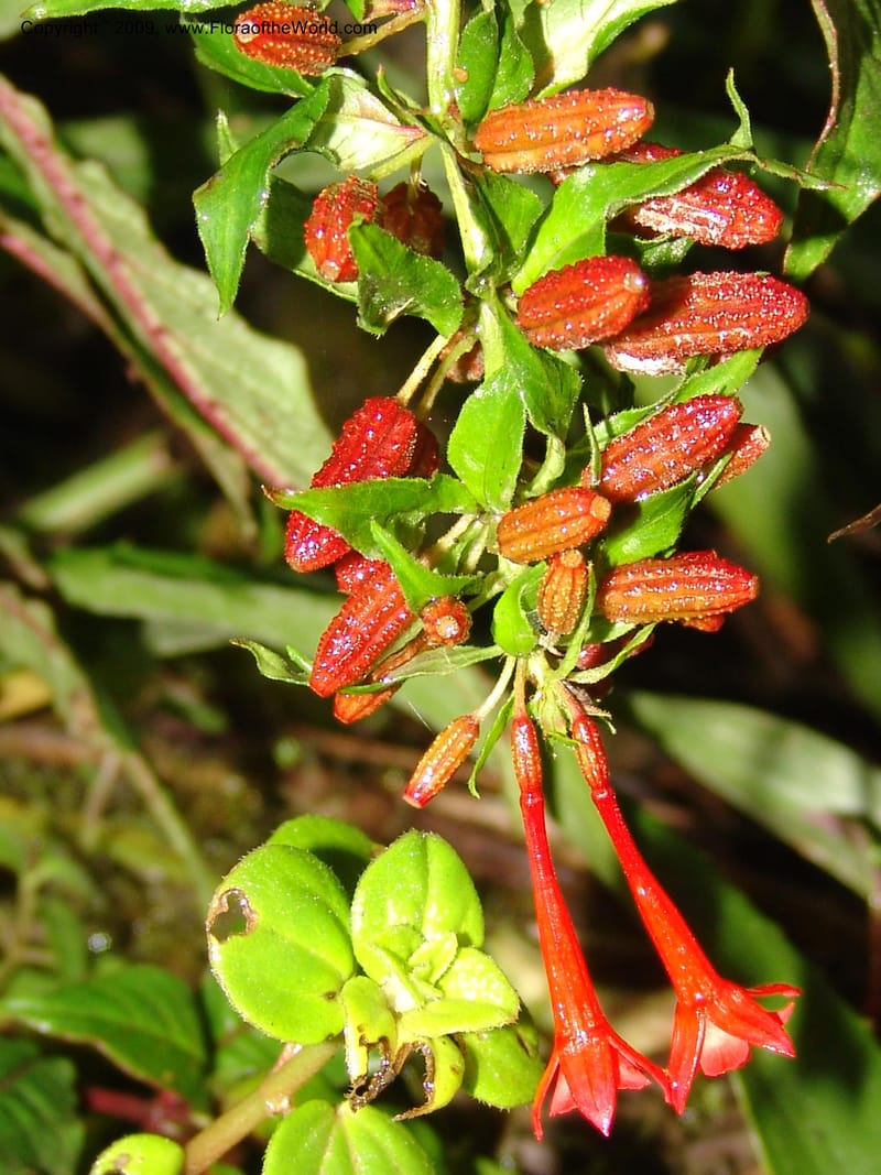 Fuchsia, DNeill16035--Ecuador. Prov. Zam. Ch. Podocarpus N. Pk. 26 Sep 07. 017.jpg