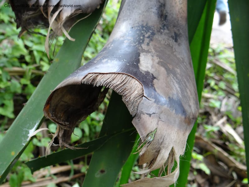 Pandanus unicornutus, Callmander, M 1049--Thailand. Chumphon Prov. Tambon Mab Amarit. 13 Nov 2012. DSC09009 (28).JPG