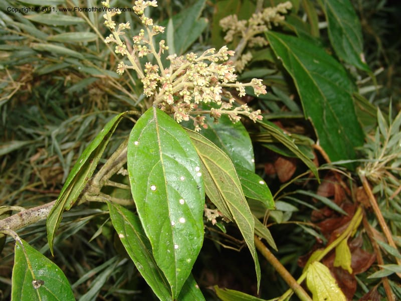 Endlicheria paniculata, RVasquez 31492--Peru. Prov. Oxa. Parq. Nac. Yanachaga Chemillen. 12 Oct 06. 729 (7).jpg