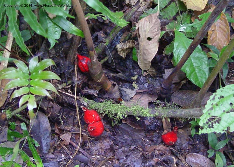 Aframomum sceptrum--Cameroon. Mt. Cameroon. 5 Dec 03. 152a (4).jpg