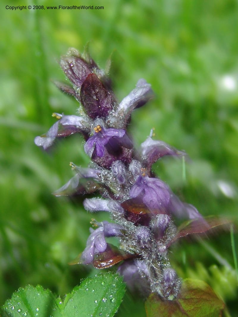 Stachys officinalis--Georgia. 2 km S of Bakuriani, rd to Khrats'koros. 6 Jun 05. 043.jpg