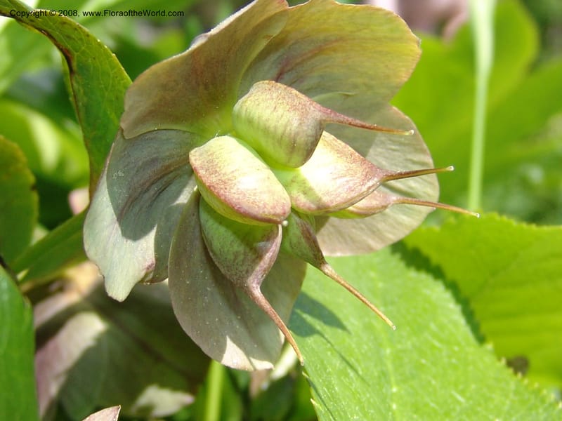 Helleborus caucasicus--Georgia. Bakuriani Botanical Garden. 7 Jun 05. 112.jpg