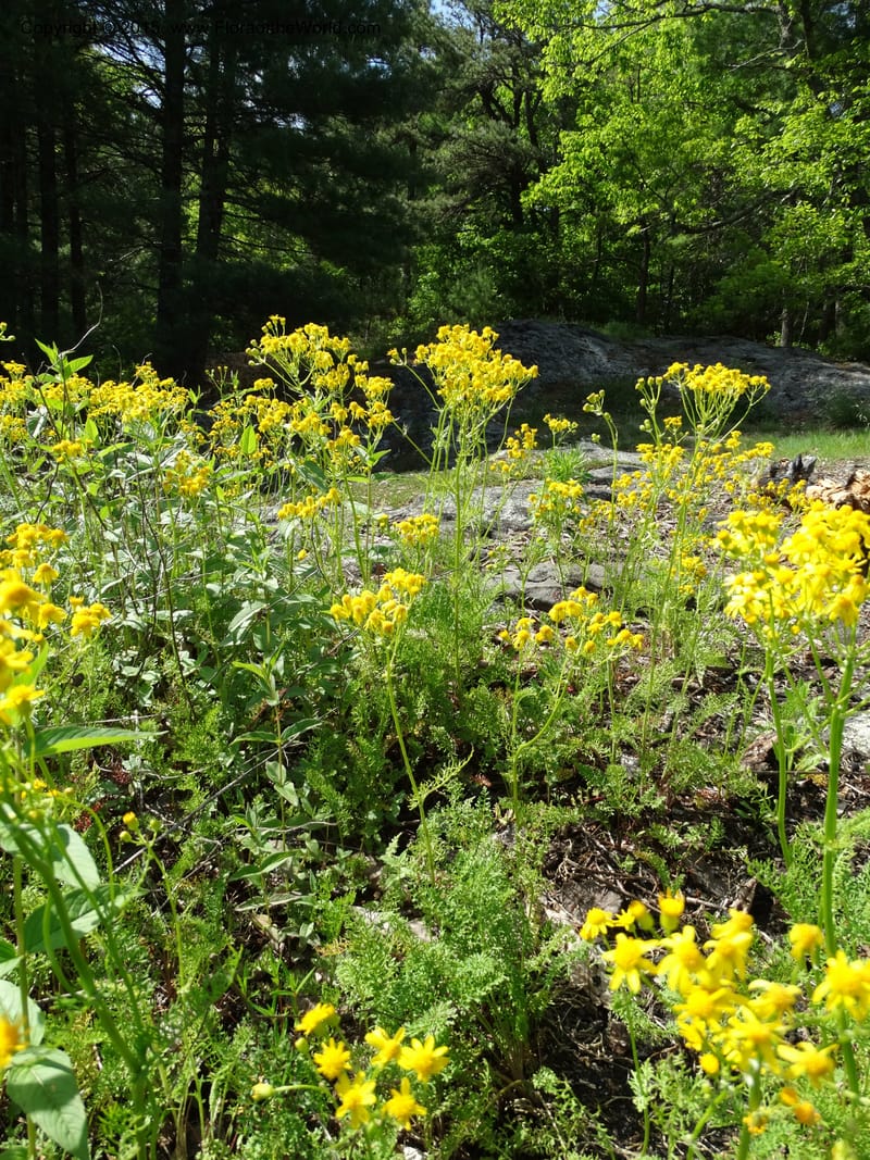 Packera millefolium, Davidson, C 13000--North Carolina. Macon Co. Slick Rock. 14 May 2015. DSC05505 (26).JPG