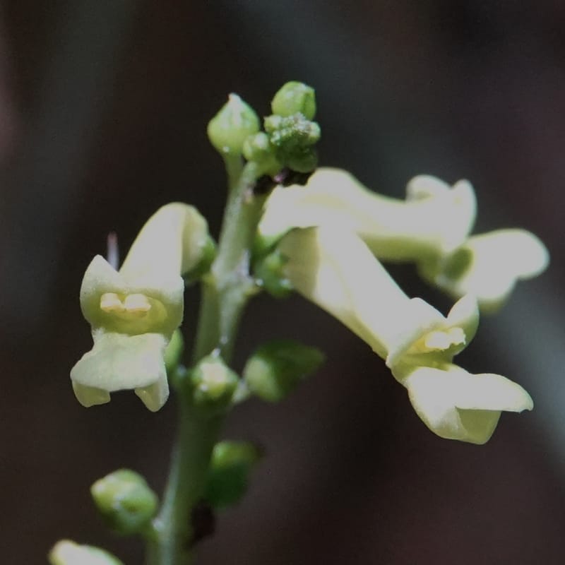 Thomandersia laurifolia, C. Davidson 13964--Gabon. Arb. Sibang. 5 Nov. 2018. DSC02235 (355).JPG