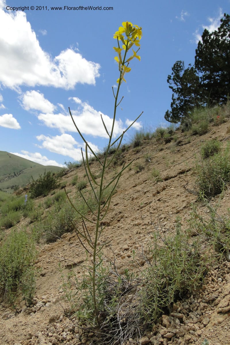 Erysimum capitatum, C. Davidson 11851--Oregon. Malheur Co. Leslie Gulch. 30 June 2011. 161 (1).jpg