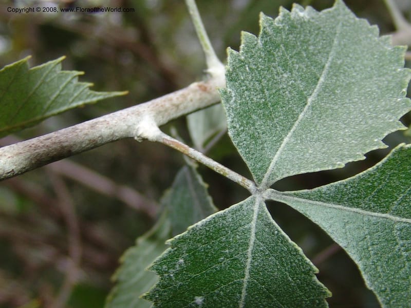 Rhus bartophylla--So.Africa. Lowveld Nat. Bot. Gard.  14 Mch 05. 333.jpg