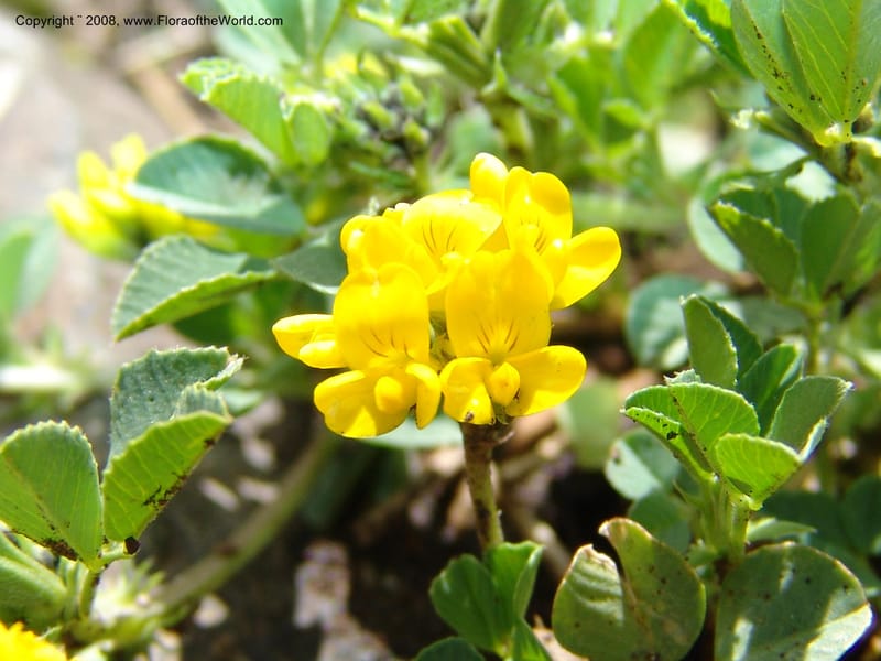 Medicago dzhawakhetica--Georgia. Vic. of Tskhrats'karo Pass. 7 Jun 05. 254.jpg