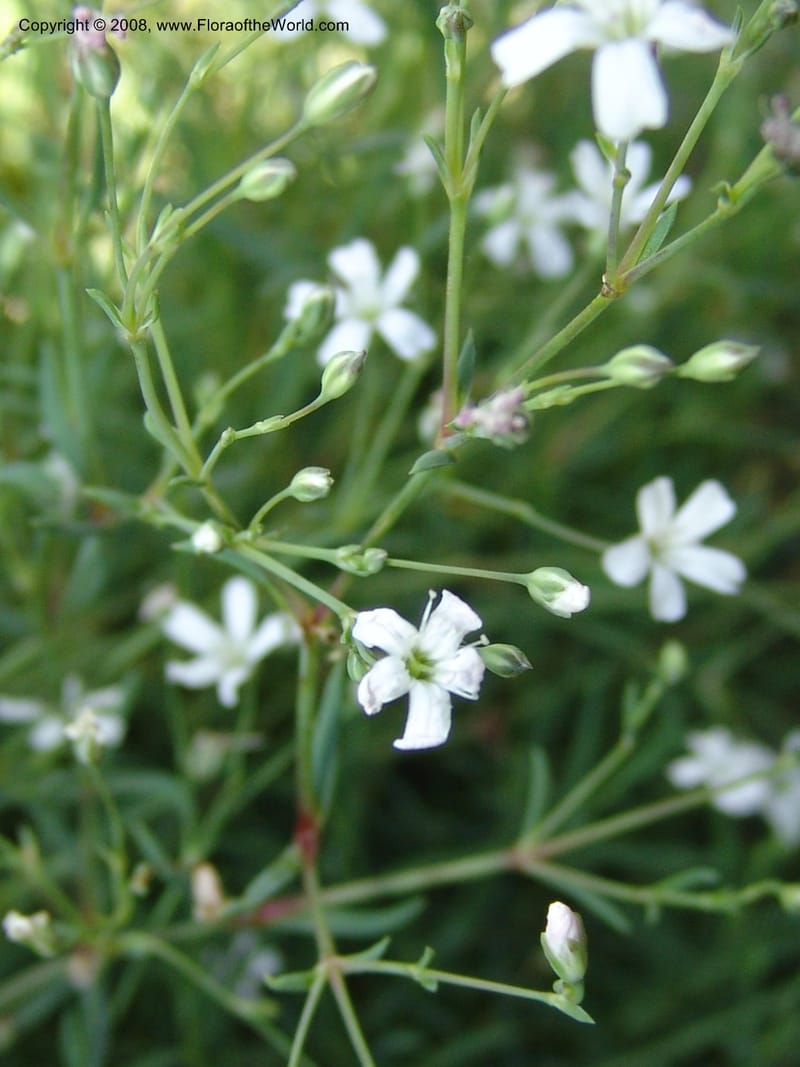 Gypsophila repens, S 41.2083--France. Paris. Jardin des Plantes. 4 Sep 07. 035.jpg