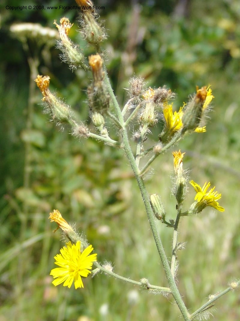 Hieracium scouleri v. albertinum--ID. Valley Co. Sylvan Beach, Reservoir trail. 13 Aug 05. 109.jpg