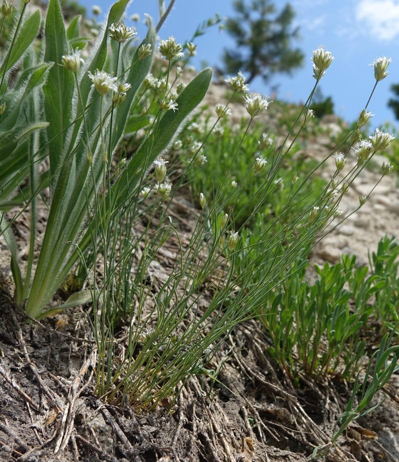 Eremogone congesta, C. Davidson 13712--ID. Boise Co. Scott Mtn. L.O. rd. 15 July 2017. DSC03279 (120).JPG