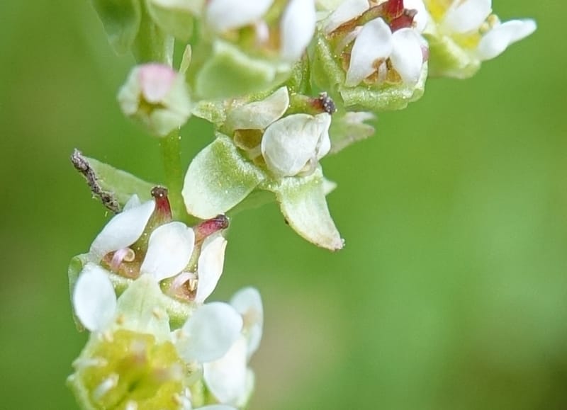 Micranthes oregana, C. Davidson 13615--CA. Modoc Co. Warner Mts. Hwy 299. 7 June 2017. DSC01455 (106).JPG