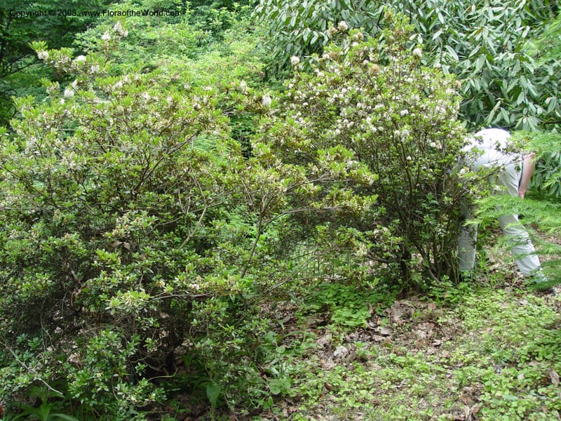 Rhododendron ledoides--MA. Arnold Arbor. 30 Jun 03. 165.jpg