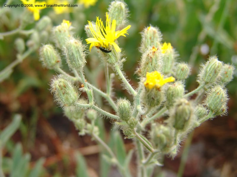 Hieracium cynoglossoides, CDavidson11103--ID. Valley Co. Top of Brundage Mtn.. 15 Jul 07. 058.jpg