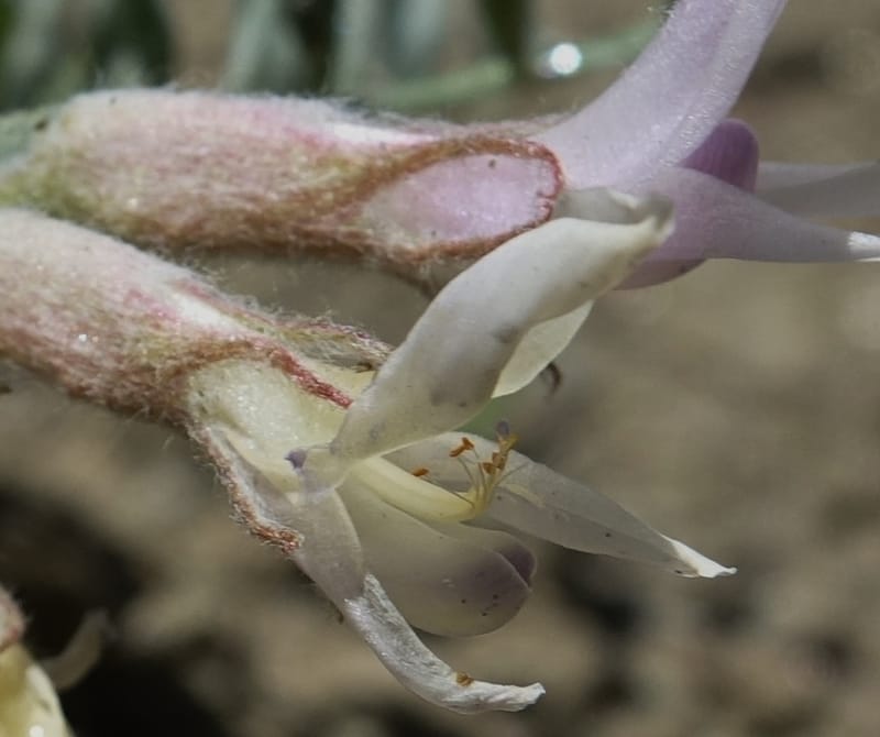 Astragalus purshii, C. Davidson 13582--ID. Idaho Co. Salmon R. Rd. E of Riggins. 24 May 2017. DSC00708. JPG (210).JPG