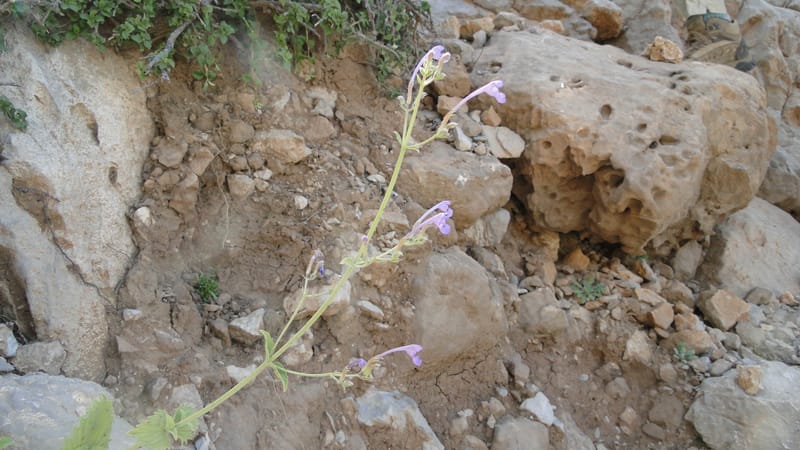 Nepeta, A. G. Miller 133.10--Iraq. Kurdistan. Shakh-i Pira Magun. Gueza Khan. 11 June 2010. 304 (1).jpg
