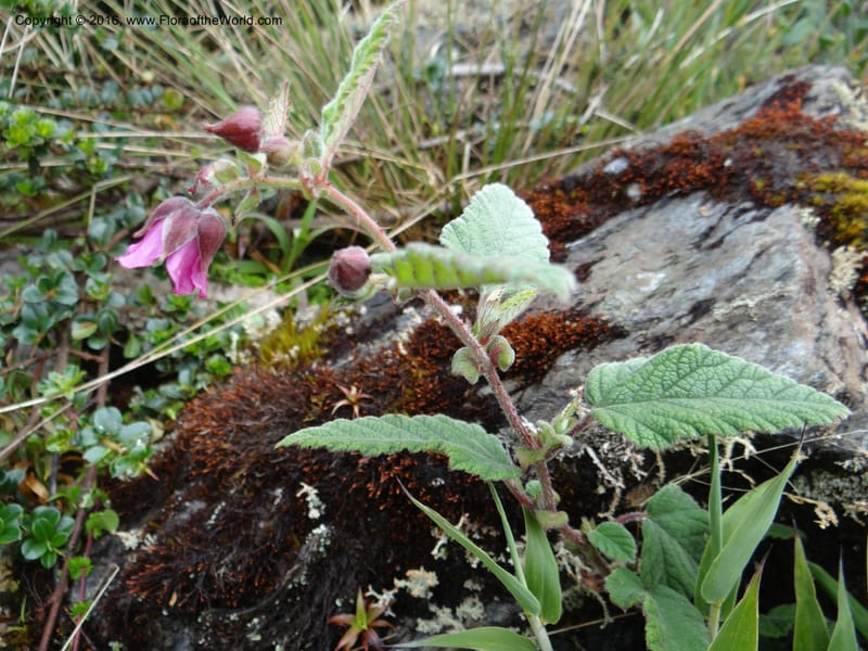 Rubus, Ulloa, C 2384--Ecuador. Azuay. Matanga. 2 Oct 2012. DSC06351 (308).JPG