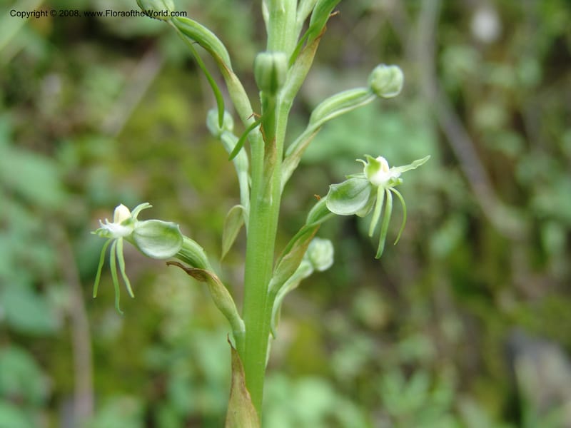 Habenaria ndiana cf--Kenya. Nandi Hills escarpment, Kapsapet-Kericho rd. 8 Jul 04. 017.jpg