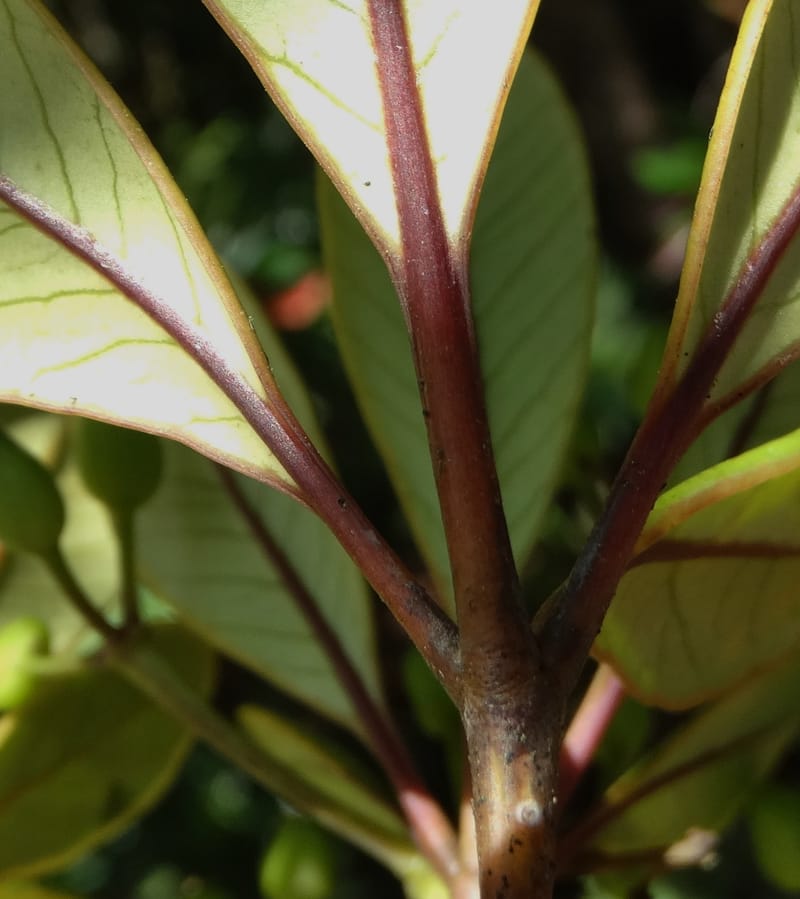 Plerandra elongata, Lowry, P 7374--New Caledonia. Mont Dzumac. 12 Nov 2015. DSC01563 (365).JPG