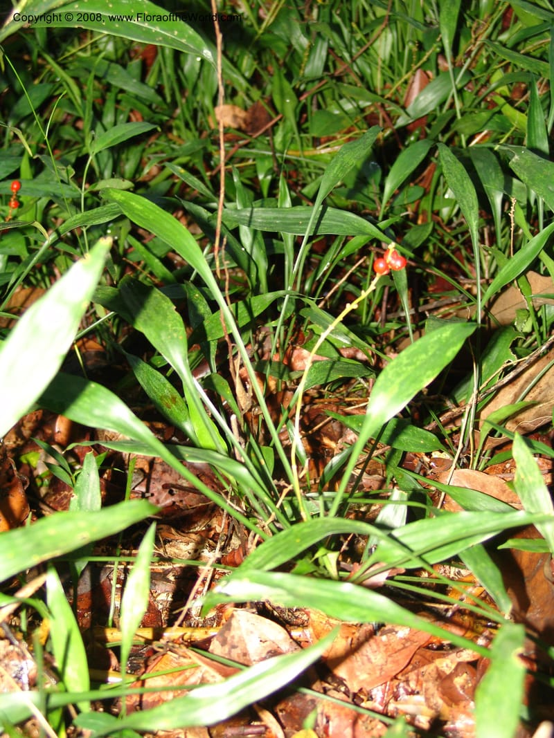 Dracaena, GWalters1667--Gabon. Prv. Estuaire. Mondah For. 16 Apr 06. 308.jpg