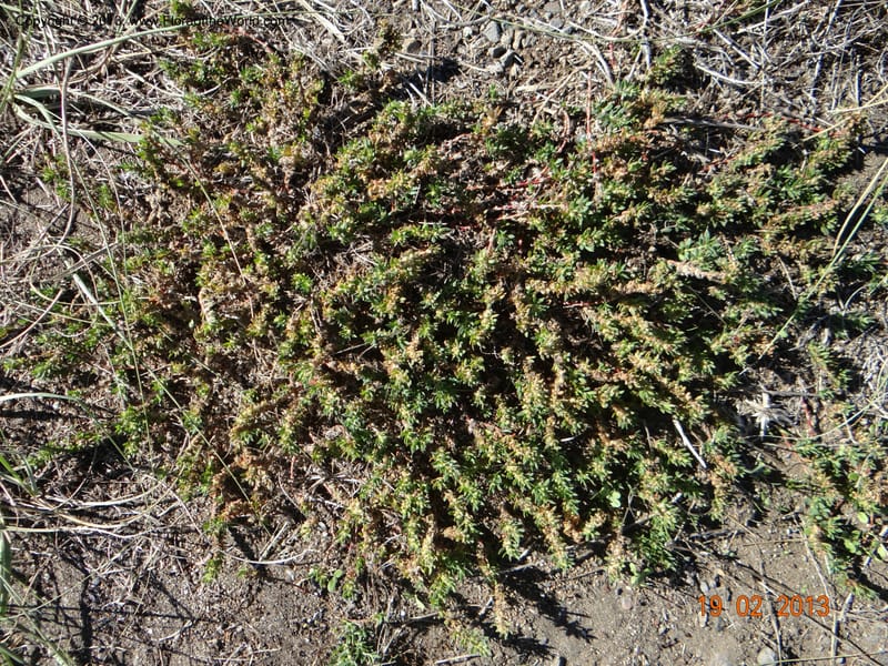 Paronychia communis, Stevens, W. D 34148--Chile, Bio Bio, Playa Colcura, Pilpilco  19 Feb 2013  9064 (16).JPG