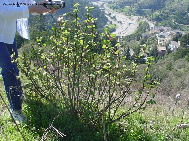 Ribes sanguineum v. glutinosum--CA. Alameda Co. Skyline Dr. just N of Huckleberry Bot. Reg. Pres. 11 Feb 04. 077.jpg