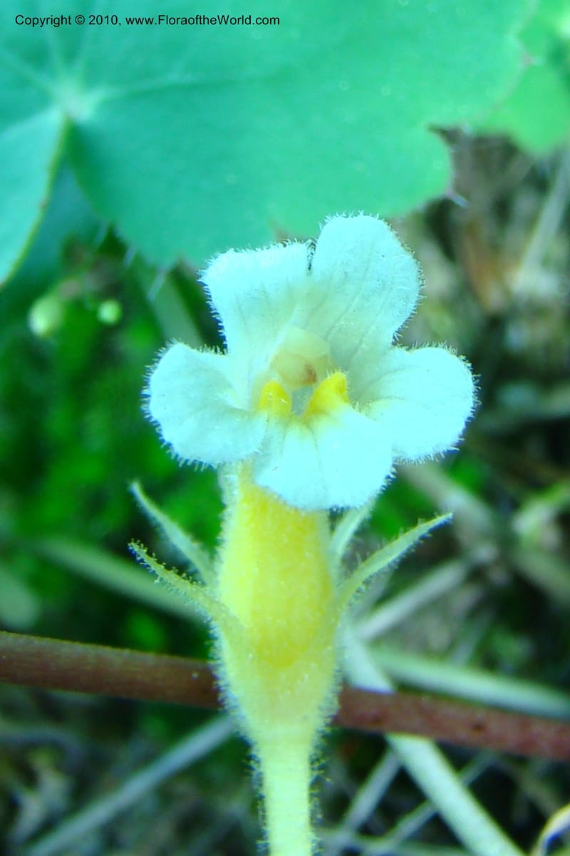 Orobanche uniflora, C. Davidson 11378--Idaho. Idaho Co. Salmon River. Polly Bemis Ranch. 27 May 2009. 027.jpg