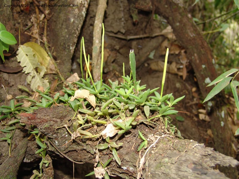 Peperomia bopiana, AraujoM2899--Bolivia. F. Tamayo. Rio Machariapu. 17 Sep 06. 122 (2).jpg