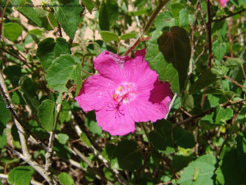 Pavonia lasiopetala--TX. Johnson Wildflower Center. 13 Jun 04. 012.jpg
