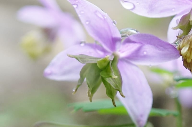 Thalictrum delavayi, C. Davidson 13765--China. Sichuan. Yibailingba-gou. 12 Aug 2017. DSC04660 (207).JPG