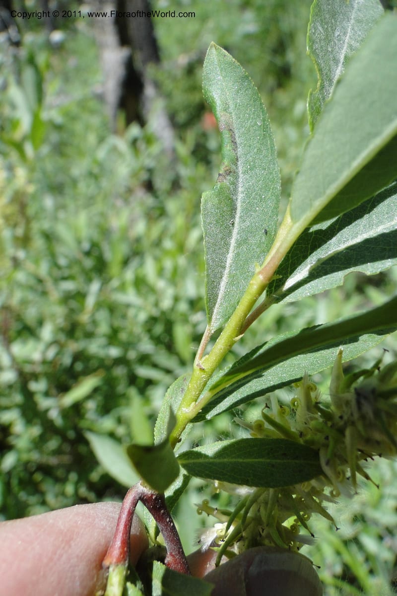 Salix, Davidson, C 11870--Idaho. Idaho Co. Warren Wagon Rd. 8 July 2011. 074 (14).jpg