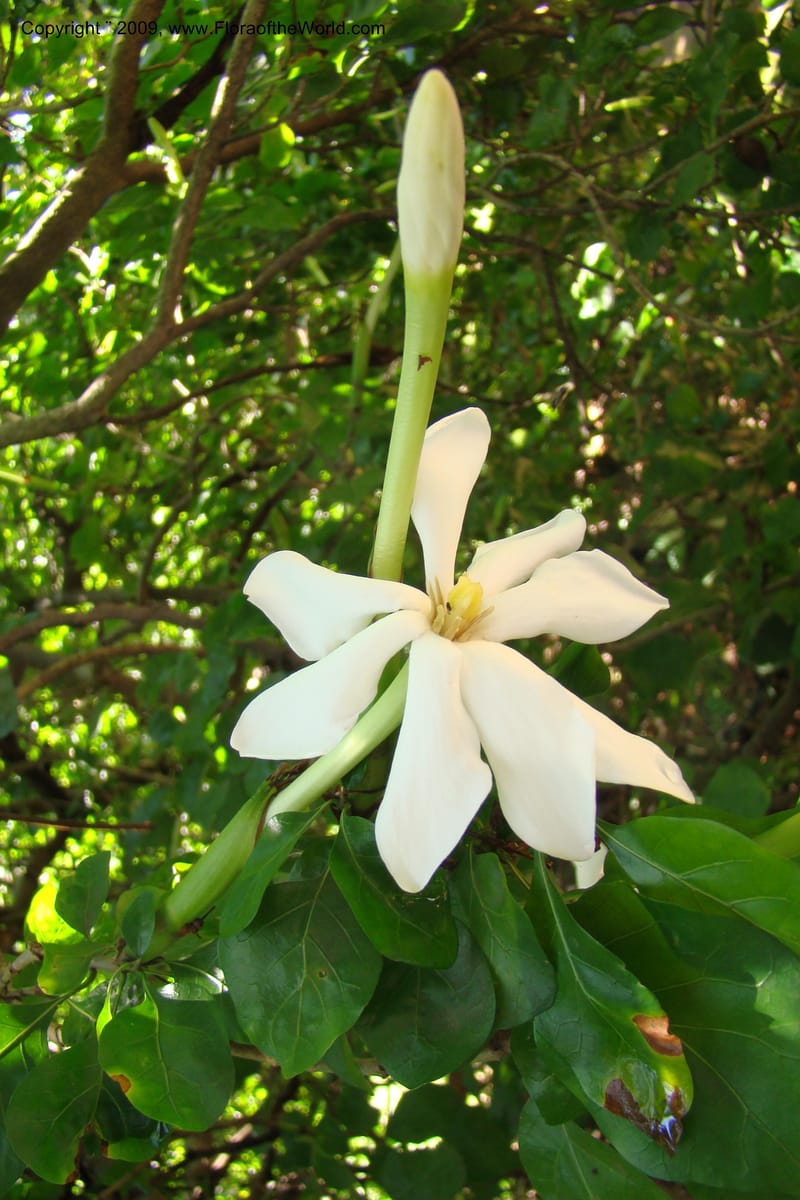 Gardenia thunbergii--South Africa. Durban Botanical Garden. 30 Jan 09. 011.jpg