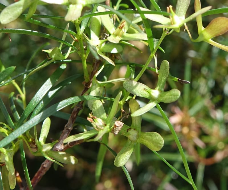 Aphanopetalum clematideum, Davidson, C 13444--Australia. W.A. Geraldton. Chapman River. 25 Oct 2016.  (30).JPG