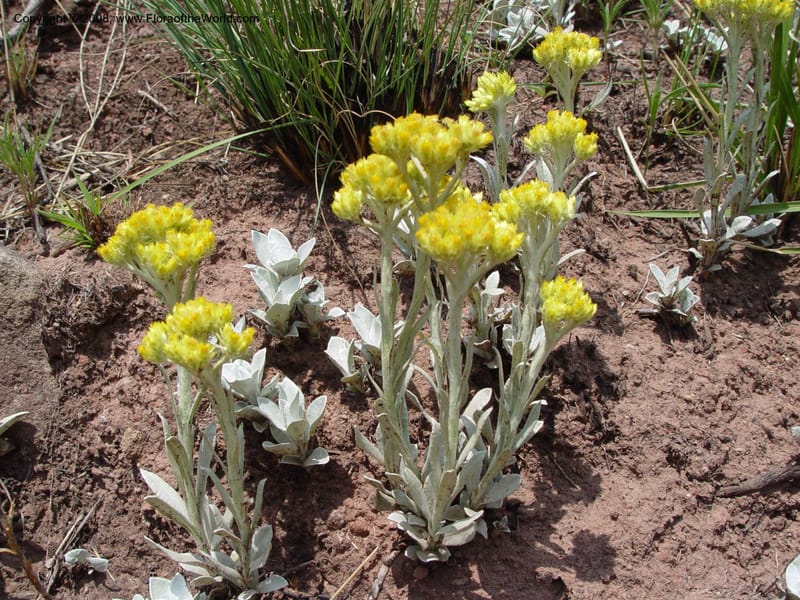 Helichrysum oreophilum--So. Africa. Drakensberg Mts. Giant's Castle. 4 Oct 03. 012.jpg