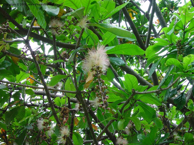 Barringtonia racemosa--So. Africa. Durban Botanic Garden. 24 Nov 02. 016.jpg