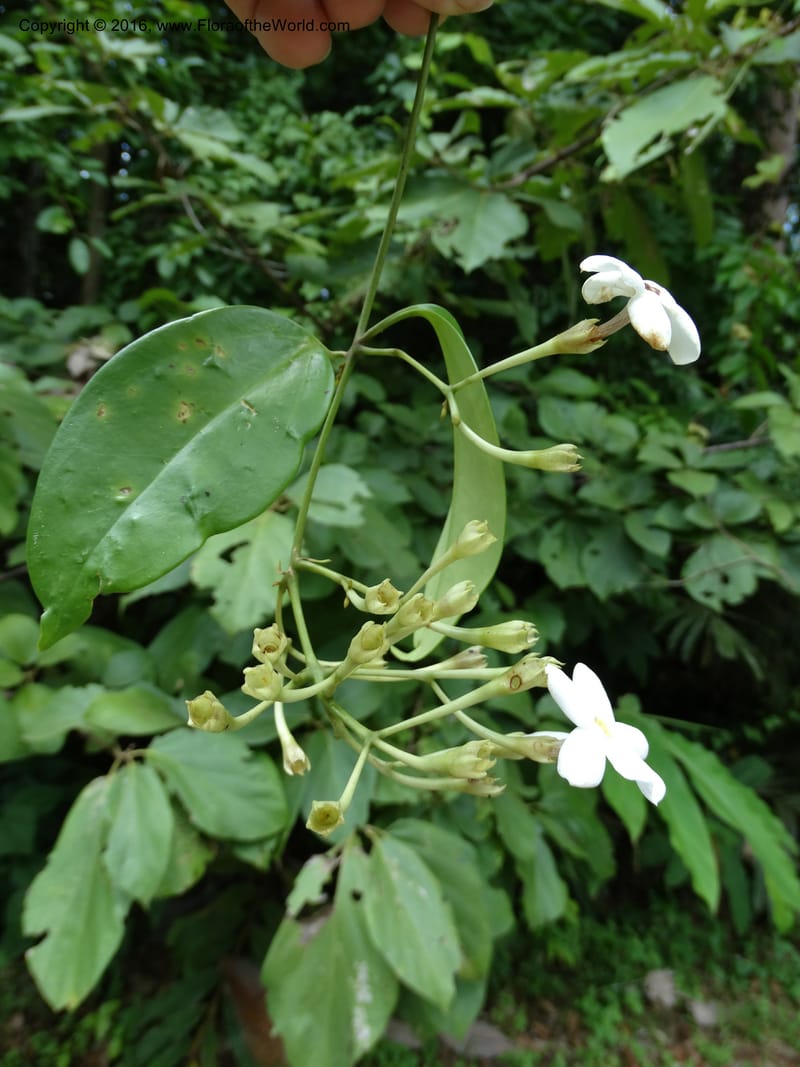 Jasminum, Davidson, C 12689--Sabah. Danum Valley RF Lodge. 5 Oct 2014. DSC02220 (273).JPG