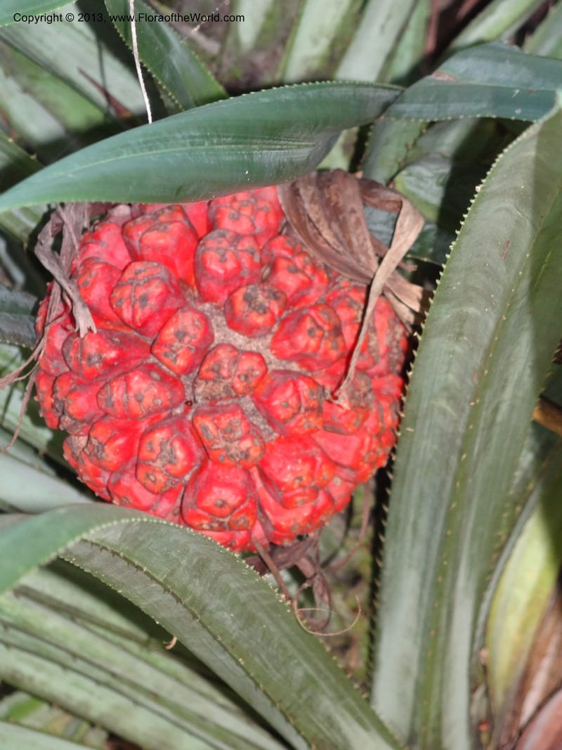 Pandanus odorifer, Callmander 1017--Malaysia, Sarawak. Bako Nat. Park. Beach. 31 Mar 2012. DSC06362 (17).JPG