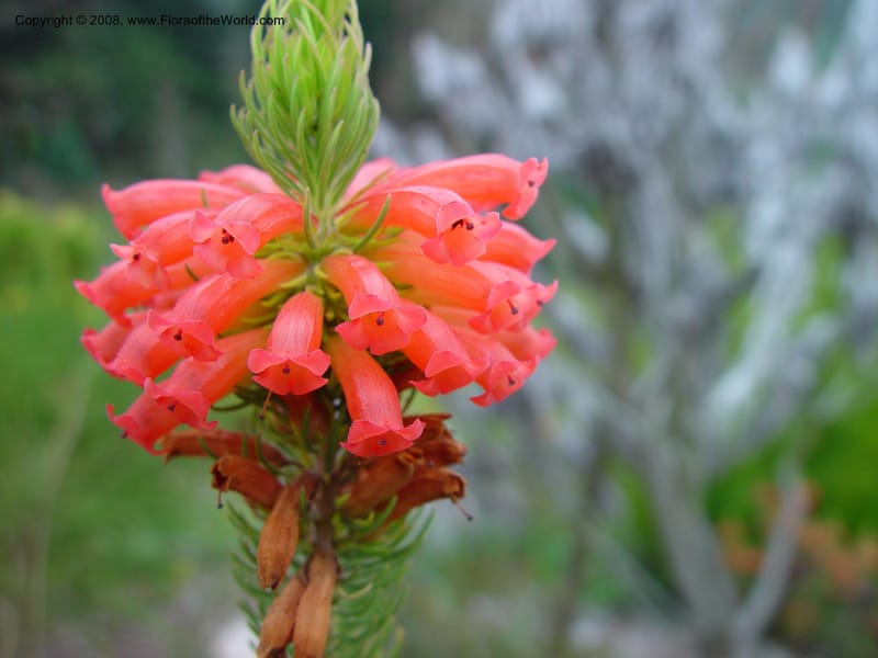 Erica longifolia. 96.0040--CA. UC Berkeley Bot. Gard. 11 Feb 03. 093.jpg