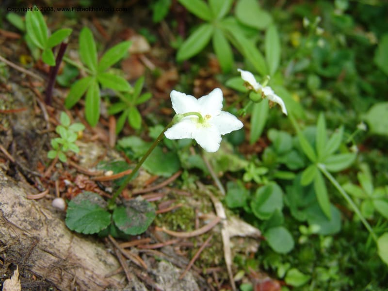 Moneses uniflora, CDavidson11120--ID. Adams Co. For. Serv. Rd. 453, to Goose Lk. 20 Jul 07. 242.jpg