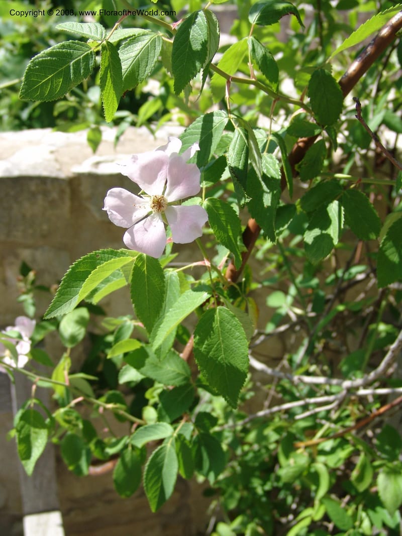 Rosa setigera--TX. Johnson Wildflower Center. 13 Jun 04. 567.jpg