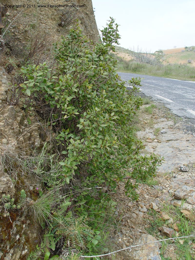 Rhamnus alaternus--Spain. Gran.Prov. 4 km S Jct. Albondon-Albunol, C333. 1 (46).jpg