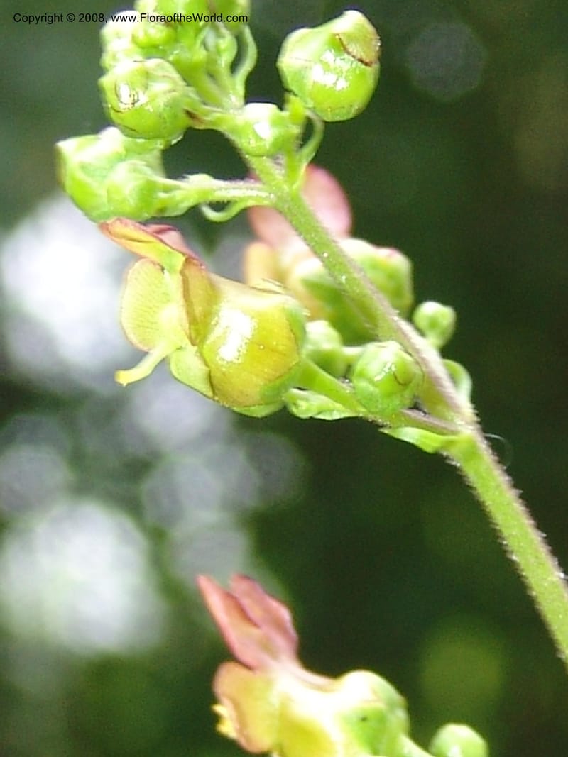 Scrophularia lanceolata, CDavidson11115--ID. Adams Co. For. Serv. Rd. 453, to Goose Lk. 20 Jul 07. 156.jpg