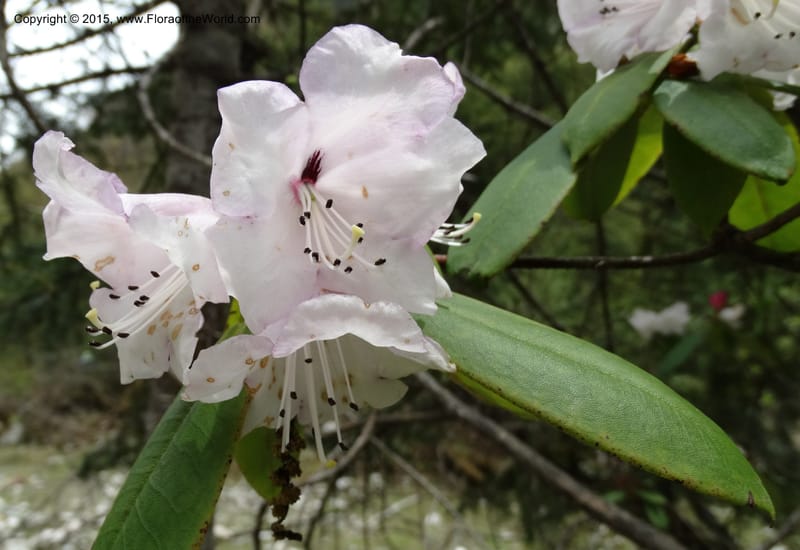 Rhododendron, Boufford, D 43643--China. Sichuan. XiaYingShan to XiangZhai. 10 May 2014. DSC05109 (157).JPG